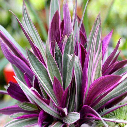 Rhoeo Discolor, Moses In The Cradle (small) - www.Greenie.ae Buy online Best and Healthy Plants and quality products guarantee in Dubai Plants Shop in Dubai Abu Dhabi all over UAE Plants near me Fresh Plants in Dubai where to buy plants in UAE - Greenie.ae