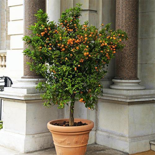 Citrus mitis, Chinese oranges - www.Greenie.ae Buy online Best and Healthy Plants and quality products guarantee in Dubai Plants Shop in Dubai Abu Dhabi all over UAE Plants near me Fresh Plants in Dubai where to buy plants in UAE - Greenie.ae