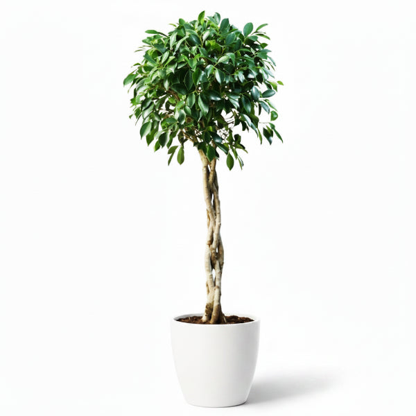 Ficus diversifolia twisted trunk topiary - www.Greenie.ae Buy online Best and Healthy Plants and quality products guarantee in Dubai Plants Shop in Dubai Abu Dhabi all over UAE Plants near me Fresh Plants in Dubai where to buy plants in UAE - Greenie.ae