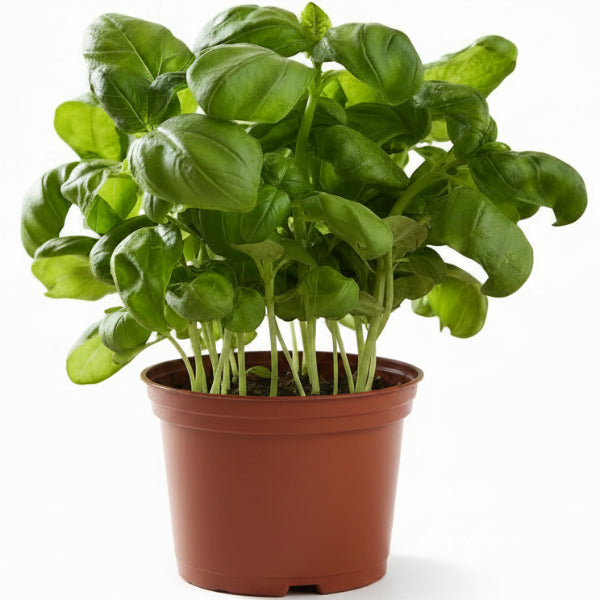 Ocimum Basilicum, Sweet Basil, Sweet Genovese - www.Greenie.ae Buy online Best and Healthy Plants and quality products guarantee in Dubai Plants Shop in Dubai Abu Dhabi all over UAE Plants near me Fresh Plants in Dubai where to buy plants in UAE - Greenie.ae