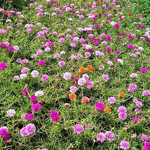 Rose Moss, Portulaca Grandiflora - www.Greenie.ae Buy online Best and Healthy Plants and quality products guarantee in Dubai Plants Shop in Dubai Abu Dhabi all over UAE Plants near me Fresh Plants in Dubai where to buy plants in UAE - Greenie.ae