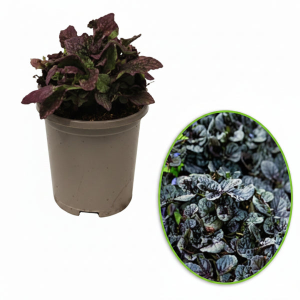 Ajuga Reptans, Bugleherb (small) - www.Greenie.ae Buy online Best and Healthy Plants and quality products guarantee in Dubai Plants Shop in Dubai Abu Dhabi all over UAE Plants near me Fresh Plants in Dubai where to buy plants in UAE - Greenie.ae