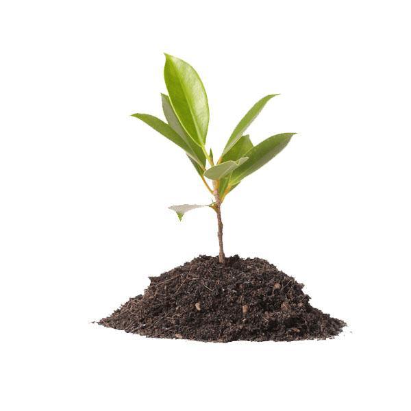Vermicompost for Organic Farming - www.Greenie.ae Buy online Best and Healthy Plants and quality products guarantee in Dubai Plants Shop in Dubai Abu Dhabi all over UAE Plants near me Fresh Plants in Dubai where to buy plants in UAE - Greenie.ae