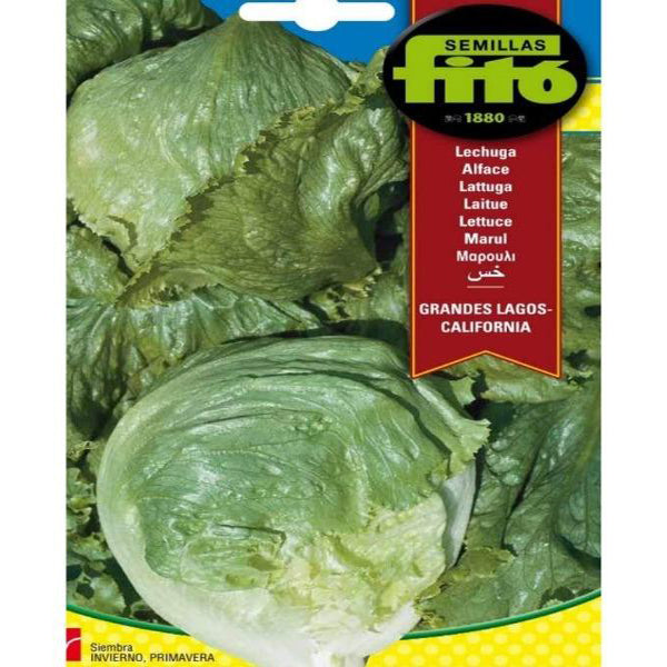 Lettuce Grandes Lagos California Seeds - www.Greenie.ae Buy online Best and Healthy Plants and quality products guarantee in Dubai Plants Shop in Dubai Abu Dhabi all over UAE Plants near me Fresh Plants in Dubai where to buy plants in UAE - Greenie.ae