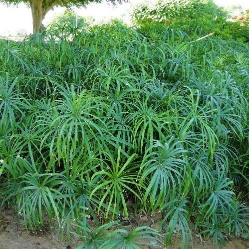 Cyperus Alternifolius, Umbrella Sedge - www.Greenie.ae Buy online Best and Healthy Plants and quality products guarantee in Dubai Plants Shop in Dubai Abu Dhabi all over UAE Plants near me Fresh Plants in Dubai where to buy plants in UAE - Greenie.ae