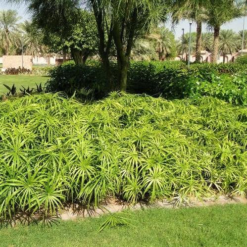 Cyperus Alternifolius, Umbrella Sedge - www.Greenie.ae Buy online Best and Healthy Plants and quality products guarantee in Dubai Plants Shop in Dubai Abu Dhabi all over UAE Plants near me Fresh Plants in Dubai where to buy plants in UAE - Greenie.ae