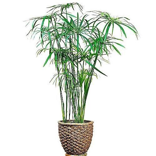 Cyperus Alternifolius, Umbrella Sedge - www.Greenie.ae Buy online Best and Healthy Plants and quality products guarantee in Dubai Plants Shop in Dubai Abu Dhabi all over UAE Plants near me Fresh Plants in Dubai where to buy plants in UAE - Greenie.ae