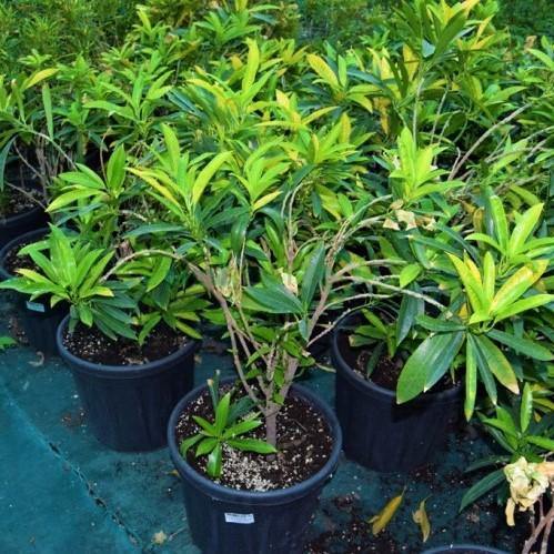 Codiaeum Variegatum, Croton Outdoor Mix - www.Greenie.ae Buy online Best and Healthy Plants and quality products guarantee in Dubai Plants Shop in Dubai Abu Dhabi all over UAE Plants near me Fresh Plants in Dubai where to buy plants in UAE - Greenie.ae