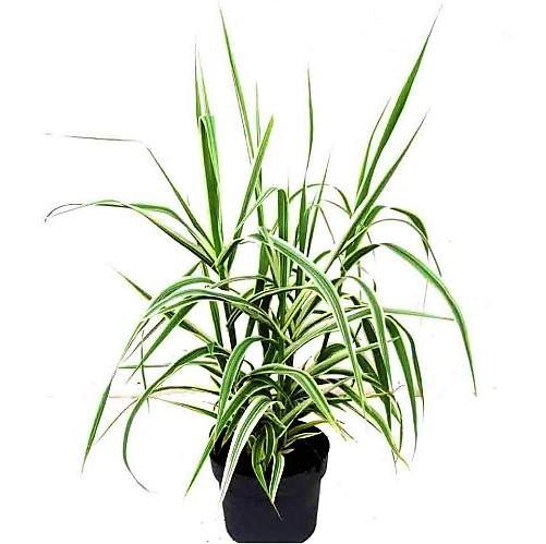 Arundo Donax, Giant Reed - www.Greenie.ae Buy online Best and Healthy Plants and quality products guarantee in Dubai Plants Shop in Dubai Abu Dhabi all over UAE Plants near me Fresh Plants in Dubai where to buy plants in UAE - Greenie.ae