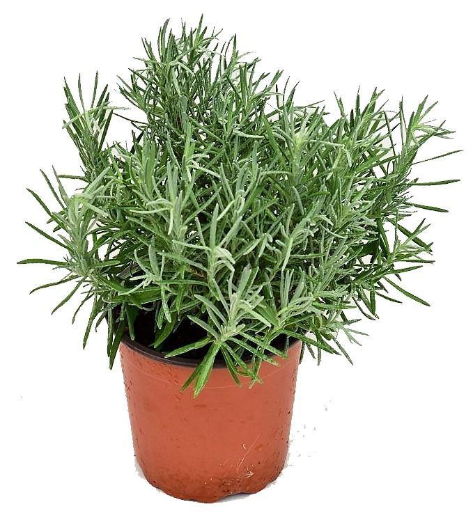lavender plant dubai Lavender Herb, Lavandula Dentata