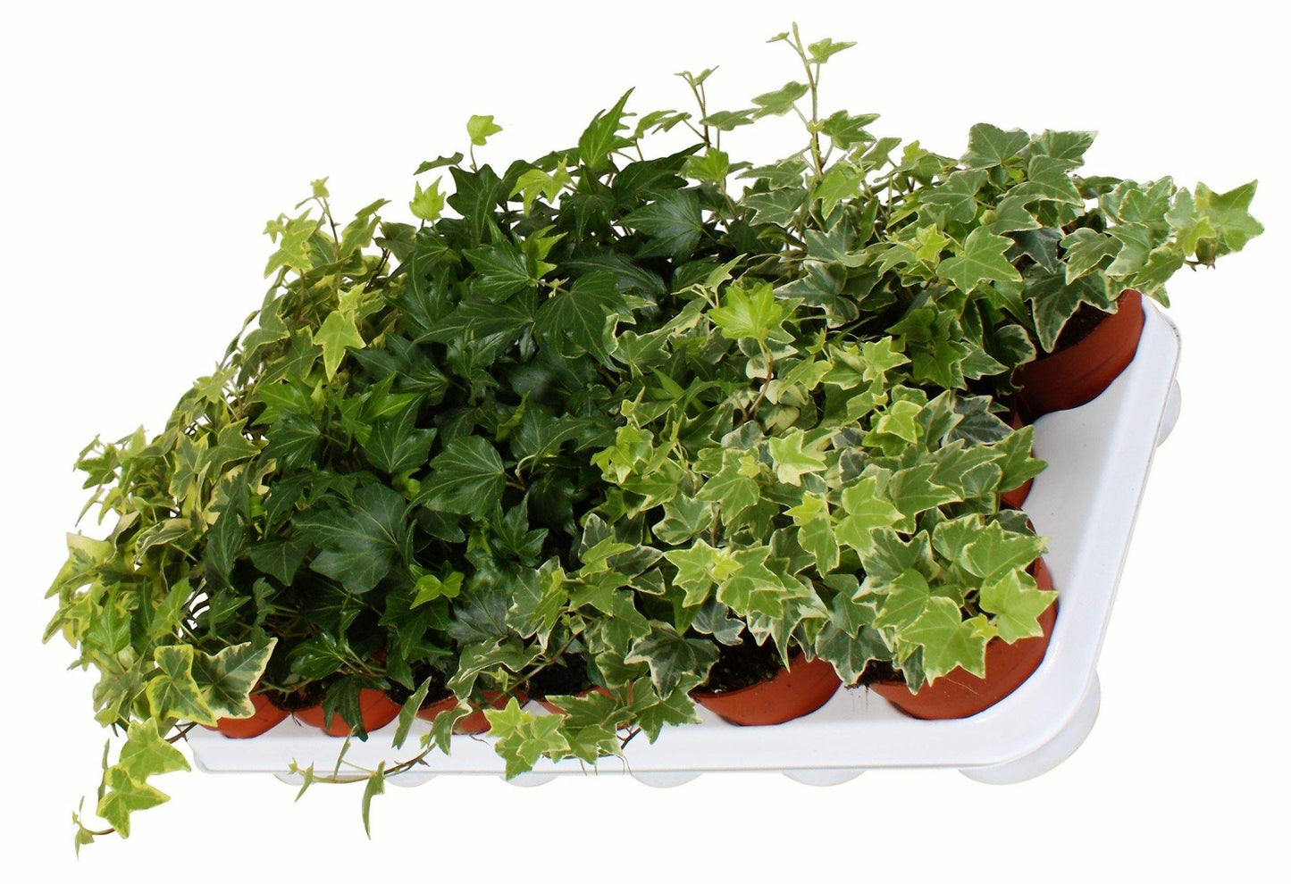 Hedera helix or English Ivy (Mixed Per Plant) - www.Greenie.ae Buy online Best and Healthy Plants and quality products guarantee in Dubai Plants Shop in Dubai Abu Dhabi all over UAE Plants near me Fresh Plants in Dubai where to buy plants in UAE - Greenie.ae