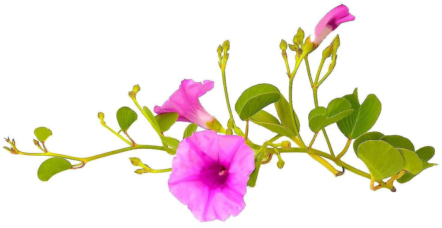 Ipomoea Pes-Caprae, Railroad Vine or Railway Creeper - www.Greenie.ae Buy online Best and Healthy Plants and quality products guarantee in Dubai Plants Shop in Dubai Abu Dhabi all over UAE Plants near me Fresh Plants in Dubai where to buy plants in UAE - Greenie.ae