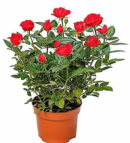 Rose Plant Indoor - www.Greenie.ae Buy online Best and Healthy Plants and quality products guarantee in Dubai Plants Shop in Dubai Abu Dhabi all over UAE Plants near me Fresh Plants in Dubai where to buy plants in UAE - Greenie.ae