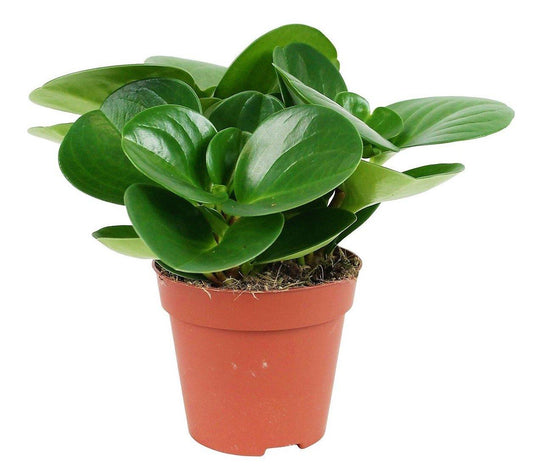 Baby Rubber, Pepper face, Peperomia Obtusifolia - www.Greenie.ae Buy online Best and Healthy Plants and quality products guarantee in Dubai Plants Shop in Dubai Abu Dhabi all over UAE Plants near me Fresh Plants in Dubai where to buy plants in UAE - Greenie.ae