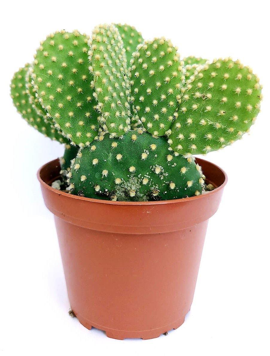 Bunny Ears, Cactus Opuntia Albata - www.Greenie.ae Buy online Best and Healthy Plants and quality products guarantee in Dubai Plants Shop in Dubai Abu Dhabi all over UAE Plants near me Fresh Plants in Dubai where to buy plants in UAE - Greenie.ae