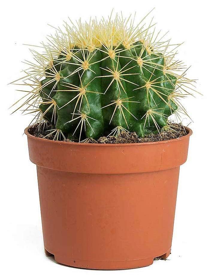 Ball Cactus, Barrel - www.Greenie.ae Buy online Best and Healthy Plants and quality products guarantee in Dubai Plants Shop in Dubai Abu Dhabi all over UAE Plants near me Fresh Plants in Dubai where to buy plants in UAE - Greenie.ae