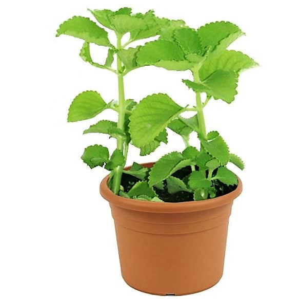 Oregano Cuban, Spanish thyme, Indian borage, Mexican mint - www.Greenie.ae Buy online Best and Healthy Plants and quality products guarantee in Dubai Plants Shop in Dubai Abu Dhabi all over UAE Plants near me Fresh Plants in Dubai where to buy plants in UAE - Greenie.ae