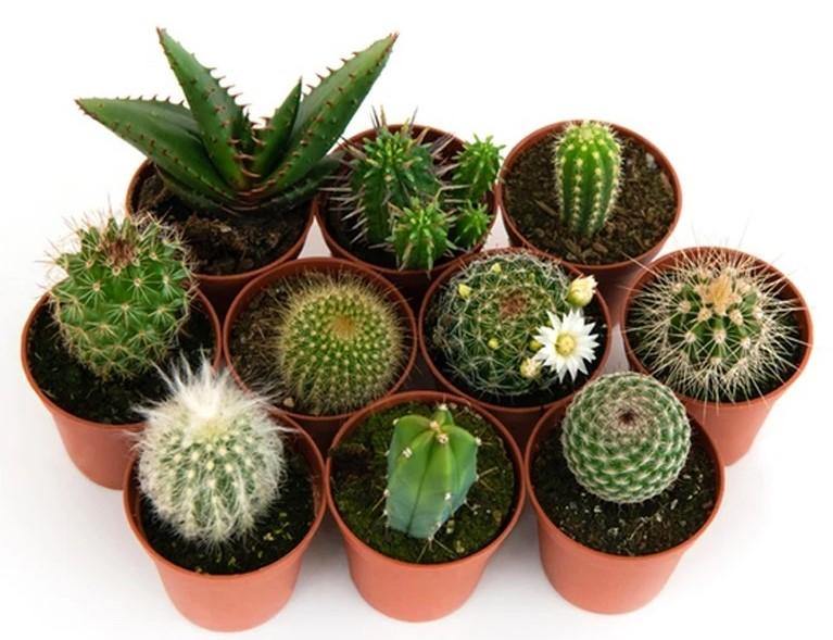 Cactus Mix - www.Greenie.ae Buy online Best and Healthy Plants and quality products guarantee in Dubai Plants Shop in Dubai Abu Dhabi all over UAE Plants near me Fresh Plants in Dubai where to buy plants in UAE - Greenie.ae