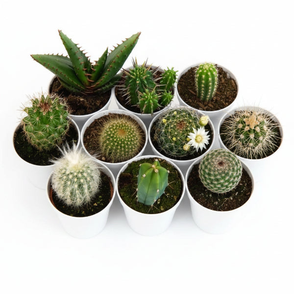 Cactus Mix - www.Greenie.ae Buy online Best and Healthy Plants and quality products guarantee in Dubai Plants Shop in Dubai Abu Dhabi all over UAE Plants near me Fresh Plants in Dubai where to buy plants in UAE - Greenie.ae
