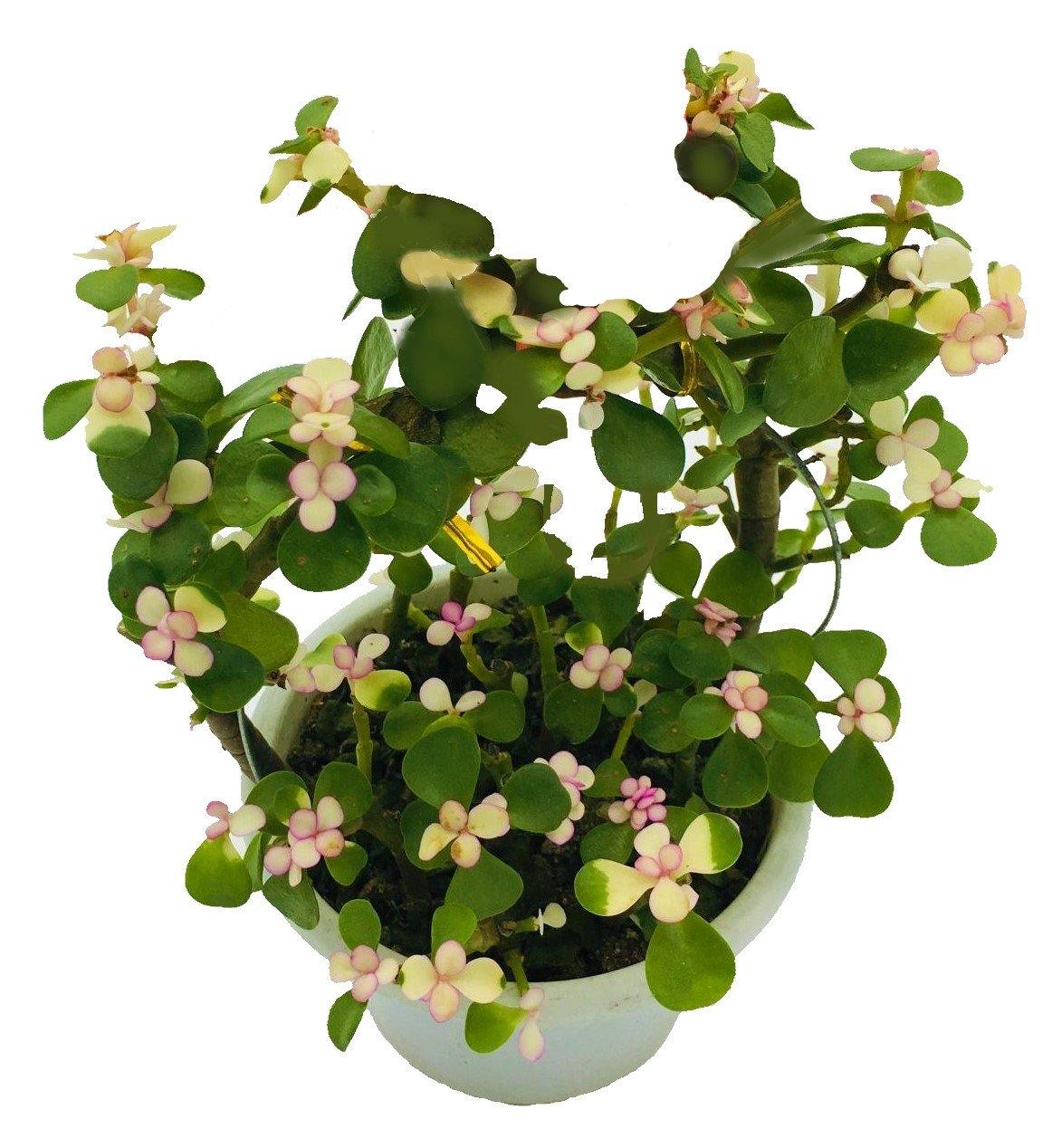 Elephant Bush, Portulacaria - www.Greenie.ae Buy online Best and Healthy Plants and quality products guarantee in Dubai Plants Shop in Dubai Abu Dhabi all over UAE Plants near me Fresh Plants in Dubai where to buy plants in UAE - Greenie.ae