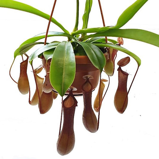 Monkey Jar , Nepenthes big - www.Greenie.ae Buy online Best and Healthy Plants and quality products guarantee in Dubai Plants Shop in Dubai Abu Dhabi all over UAE Plants near me Fresh Plants in Dubai where to buy plants in UAE - Greenie.ae