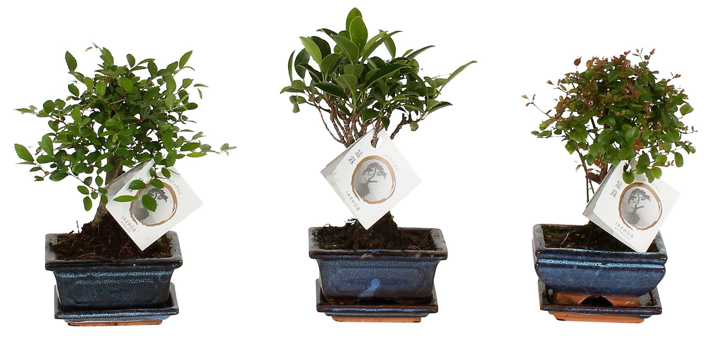 Mini Bonsai Mixed - www.Greenie.ae Buy online Best and Healthy Plants and quality products guarantee in Dubai Plants Shop in Dubai Abu Dhabi all over UAE Plants near me Fresh Plants in Dubai where to buy plants in UAE - Greenie.ae