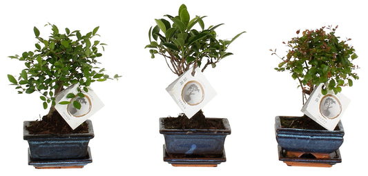 Mini Bonsai Mixed - www.Greenie.ae Buy online Best and Healthy Plants and quality products guarantee in Dubai Plants Shop in Dubai Abu Dhabi all over UAE Plants near me Fresh Plants in Dubai where to buy plants in UAE - Greenie.ae