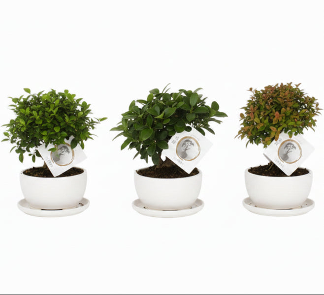 Mini Bonsai Mixed - www.Greenie.ae Buy online Best and Healthy Plants and quality products guarantee in Dubai Plants Shop in Dubai Abu Dhabi all over UAE Plants near me Fresh Plants in Dubai where to buy plants in UAE - Greenie.ae