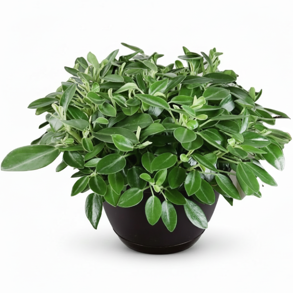Green Leaf Peperomia , Peperomia Angulate - www.Greenie.ae Buy online Best and Healthy Plants and quality products guarantee in Dubai Plants Shop in Dubai Abu Dhabi all over UAE Plants near me Fresh Plants in Dubai where to buy plants in UAE - Greenie.ae