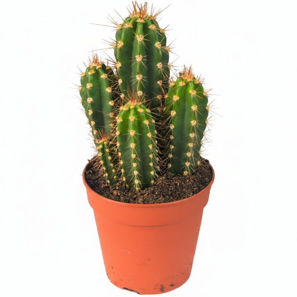 Echino Cactus - www.Greenie.ae Buy online Best and Healthy Plants and quality products guarantee in Dubai Plants Shop in Dubai Abu Dhabi all over UAE Plants near me Fresh Plants in Dubai where to buy plants in UAE - Greenie.ae