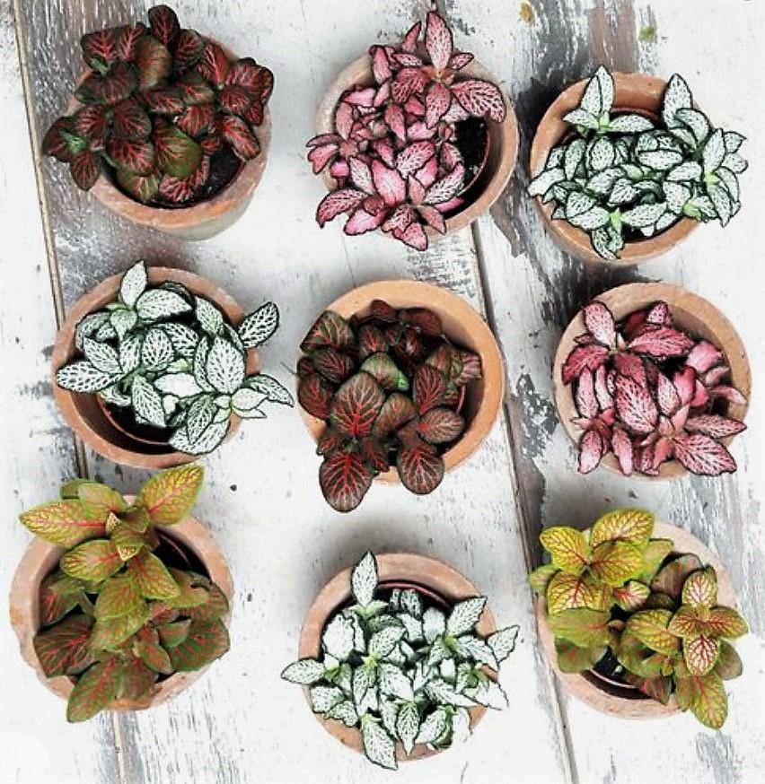 Fittonia , Nerve , Mosaic , Net Plant - www.Greenie.ae Buy online Best and Healthy Plants and quality products guarantee in Dubai Plants Shop in Dubai Abu Dhabi all over UAE Plants near me Fresh Plants in Dubai where to buy plants in UAE - Greenie.ae