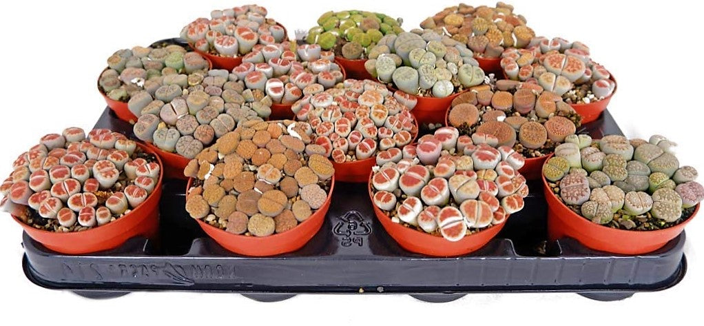 Living Stones , Lithops - www.Greenie.ae Buy online Best and Healthy Plants and quality products guarantee in Dubai Plants Shop in Dubai Abu Dhabi all over UAE Plants near me Fresh Plants in Dubai where to buy plants in UAE - Greenie.ae