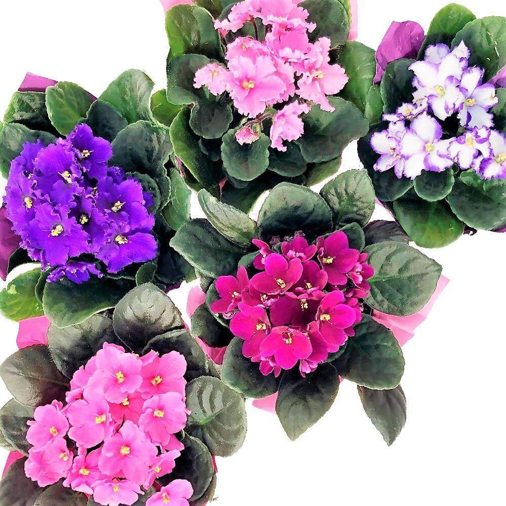African Violets, Saintpaulia - www.Greenie.ae Buy online Best and Healthy Plants and quality products guarantee in Dubai Plants Shop in Dubai Abu Dhabi all over UAE Plants near me Fresh Plants in Dubai where to buy plants in UAE - Greenie.ae