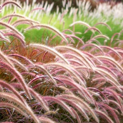 Pennisetum Rubrum, Purple Fountain Grass, African Fountain Grass, Tender Fountain Grass - www.Greenie.ae Buy online Best and Healthy Plants and quality products guarantee in Dubai Plants Shop in Dubai Abu Dhabi all over UAE Plants near me Fresh Plants in Dubai where to buy plants in UAE - Greenie.ae