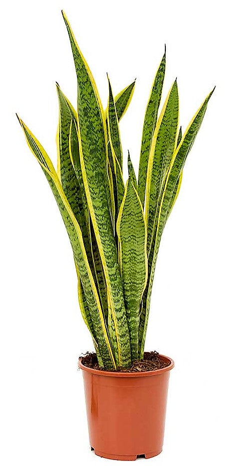 Snake Plant, Sansevieria Trifasciata, Laurentii, indoor - www.Greenie.ae Buy online Best and Healthy Plants and quality products guarantee in Dubai Plants Shop in Dubai Abu Dhabi all over UAE Plants near me Fresh Plants in Dubai where to buy plants in UAE - Greenie.ae