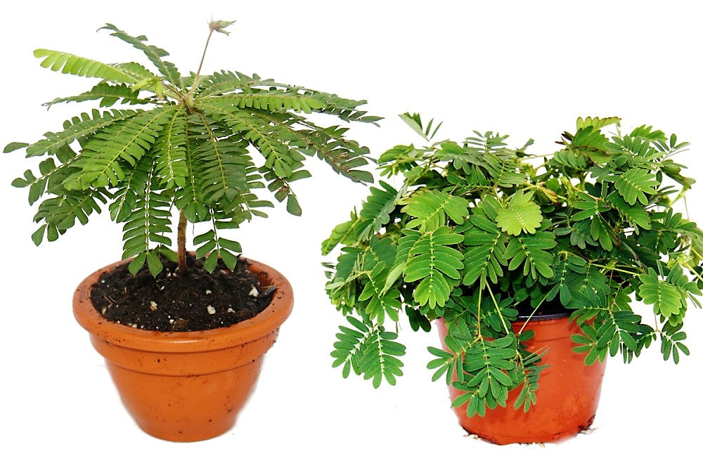 Touch me not, Mimosa Pudica - www.Greenie.ae Buy online Best and Healthy Plants and quality products guarantee in Dubai Plants Shop in Dubai Abu Dhabi all over UAE Plants near me Fresh Plants in Dubai where to buy plants in UAE - Greenie.ae
