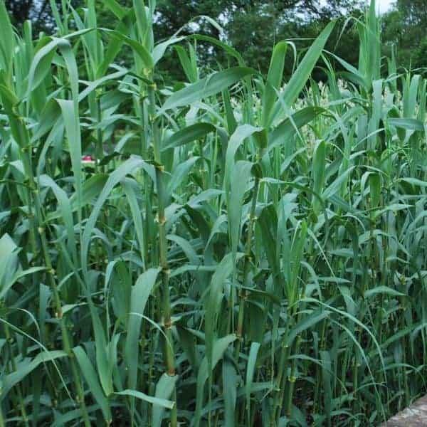 Arundo Donax, Giant Reed - www.Greenie.ae Buy online Best and Healthy Plants and quality products guarantee in Dubai Plants Shop in Dubai Abu Dhabi all over UAE Plants near me Fresh Plants in Dubai where to buy plants in UAE - Greenie.ae