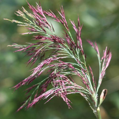 Phragmites Australis, Common Reed - www.Greenie.ae Buy online Best and Healthy Plants and quality products guarantee in Dubai Plants Shop in Dubai Abu Dhabi all over UAE Plants near me Fresh Plants in Dubai where to buy plants in UAE - Greenie.ae