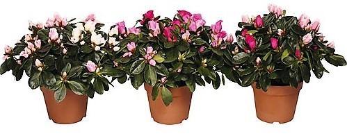 Azaleas, Rhododendron Simsii - www.Greenie.ae Buy online Best and Healthy Plants and quality products guarantee in Dubai Plants Shop in Dubai Abu Dhabi all over UAE Plants near me Fresh Plants in Dubai where to buy plants in UAE - Greenie.ae