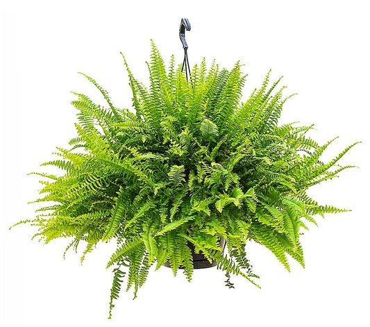 Nephrolepis exaltata, Green Lady, Boston Fern or Sword Fern - www.Greenie.ae Buy online Best and Healthy Plants and quality products guarantee in Dubai Plants Shop in Dubai Abu Dhabi all over UAE Plants near me Fresh Plants in Dubai where to buy plants in UAE - Greenie.ae
