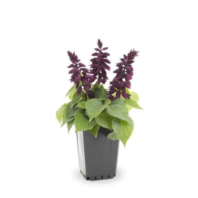 Sage of the diviners (small) - www.Greenie.ae Buy online Best and Healthy Plants and quality products guarantee in Dubai Plants Shop in Dubai Abu Dhabi all over UAE Plants near me Fresh Plants in Dubai where to buy plants in UAE - Greenie.ae