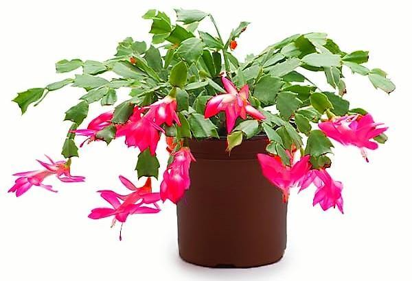 Christmas Cactus - www.Greenie.ae Buy online Best and Healthy Plants and quality products guarantee in Dubai Plants Shop in Dubai Abu Dhabi all over UAE Plants near me Fresh Plants in Dubai where to buy plants in UAE - Greenie.ae