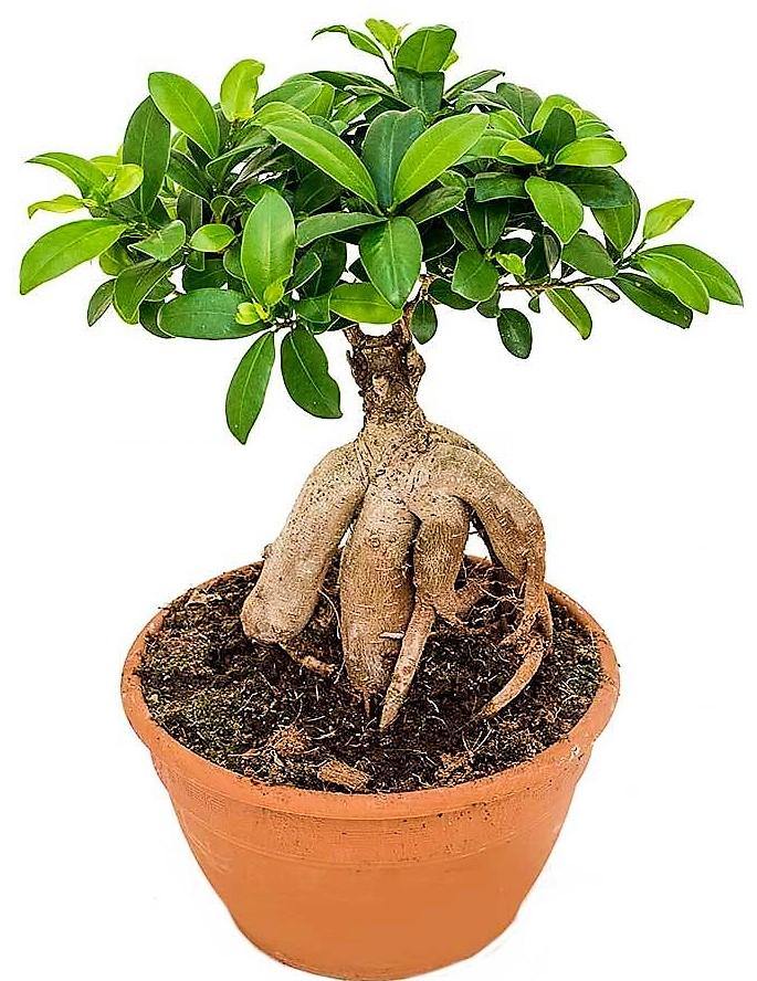 Ficus Ginseng Bonsai - www.Greenie.ae Buy online Best and Healthy Plants and quality products guarantee in Dubai Plants Shop in Dubai Abu Dhabi all over UAE Plants near me Fresh Plants in Dubai where to buy plants in UAE - Greenie.ae