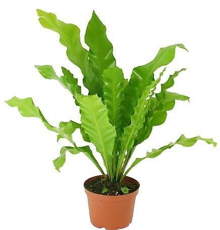 Bird’s Nest Fern, Asplenium Nidus - www.Greenie.ae Buy online Best and Healthy Plants and quality products guarantee in Dubai Plants Shop in Dubai Abu Dhabi all over UAE Plants near me Fresh Plants in Dubai where to buy plants in UAE - Greenie.ae