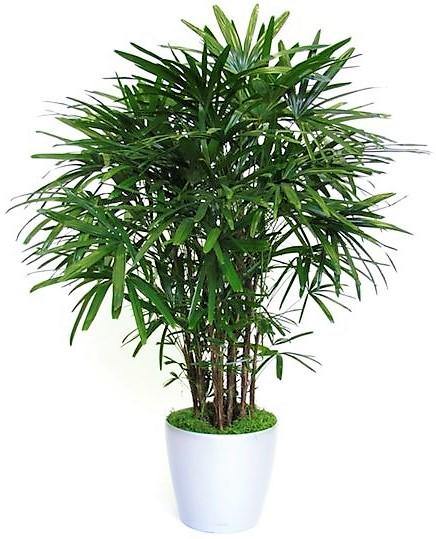 Lady Palm, Rhapis Excelsa, Miniature Fan Palm - www.Greenie.ae Buy online Best and Healthy Plants and quality products guarantee in Dubai Plants Shop in Dubai Abu Dhabi all over UAE Plants near me Fresh Plants in Dubai where to buy plants in UAE - Greenie.ae