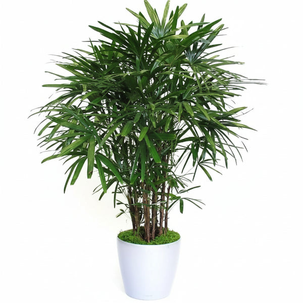 Lady Palm, Rhapis Excelsa, Miniature Fan Palm - www.Greenie.ae Buy online Best and Healthy Plants and quality products guarantee in Dubai Plants Shop in Dubai Abu Dhabi all over UAE Plants near me Fresh Plants in Dubai where to buy plants in UAE - Greenie.ae