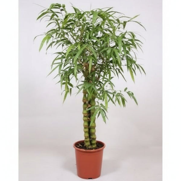 Bambusa Ventricosa, Buddha’s Belly Bamboo - www.Greenie.ae Buy online Best and Healthy Plants and quality products guarantee in Dubai Plants Shop in Dubai Abu Dhabi all over UAE Plants near me Fresh Plants in Dubai where to buy plants in UAE - Greenie.ae