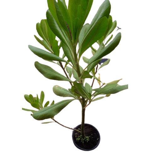 Scaevola frutescens, Vahl Beach Naupaka, Hawaiian Half Flower, Sea Lettuce - www.Greenie.ae Buy online Best and Healthy Plants and quality products guarantee in Dubai Plants Shop in Dubai Abu Dhabi all over UAE Plants near me Fresh Plants in Dubai where to buy plants in UAE - Greenie.ae