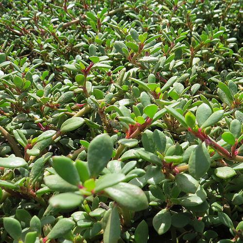 Sesuvium Portulacastrum, Shoreline Seapurslane (small) - www.Greenie.ae Buy online Best and Healthy Plants and quality products guarantee in Dubai Plants Shop in Dubai Abu Dhabi all over UAE Plants near me Fresh Plants in Dubai where to buy plants in UAE - Greenie.ae