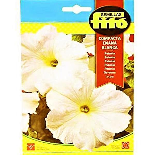 Dwarf Compact White Seeds - www.Greenie.ae Buy online Best and Healthy Plants and quality products guarantee in Dubai Plants Shop in Dubai Abu Dhabi all over UAE Plants near me Fresh Plants in Dubai where to buy plants in UAE - Greenie.ae